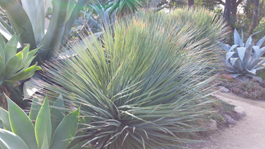 Rancho Cactus